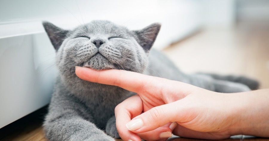 キャットケア アドバイザー