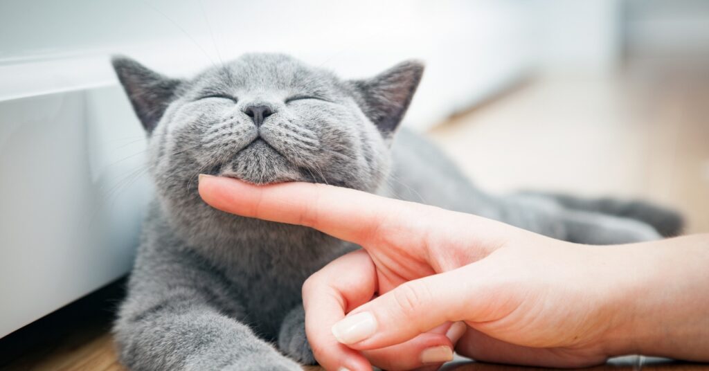 キャットケア・アドバイザー 講座