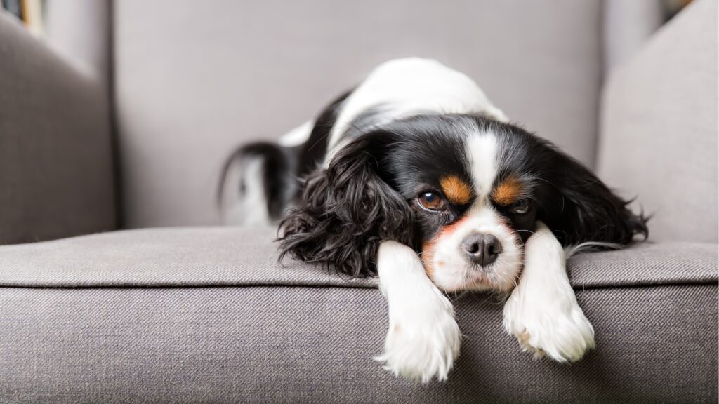 犬の行動アドバイザー 講座