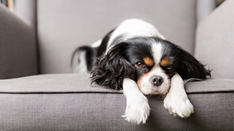 犬の行動アドバイザー 講座